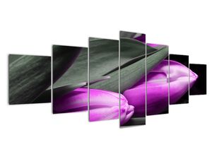 Obraz fialových tulipánů