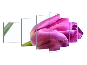 Obraz růžového tulipánu