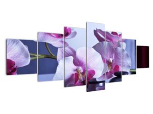 Obraz orchideje