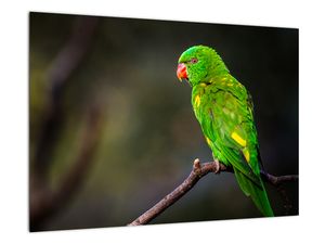 Obraz zeleného papouška