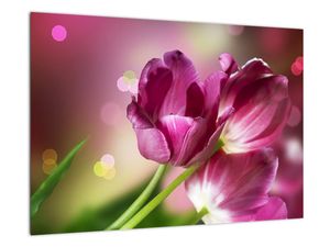Obraz tulipánů