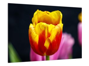 Obraz tulipánu