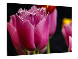 Tulipány - obrazy