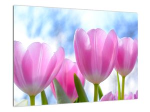 Obraz růžových tulipánů