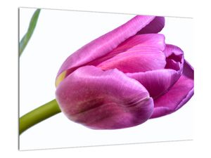 Obraz růžového tulipánu