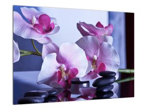 Obraz orchideje