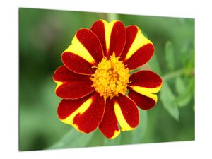 Obraz květiny na zeď