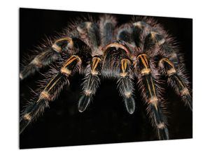 Obraz tarantule