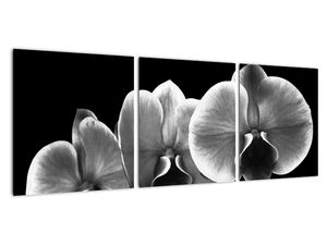 Černobílý obraz - orchidej