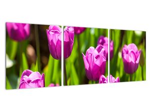 Obraz kvetoucích tulipánů