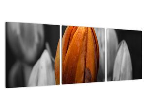Oranžový tulipán mezi černobílými - obraz
