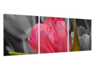 Obraz červeného tulipánu na černobílém pozadí