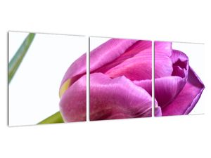 Obraz růžového tulipánu