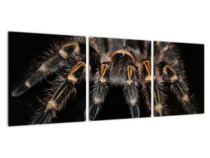 Obraz tarantule