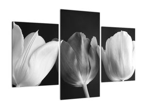 Černobílý obraz - tři tulipány