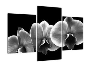 Černobílý obraz - orchidej
