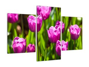 Obraz kvetoucích tulipánů