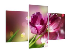 Obraz tulipánů