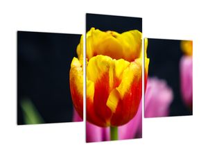 Obraz tulipánu