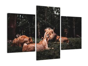 Obrazy - lvi v lese