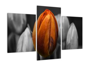 Oranžový tulipán mezi černobílými - obraz