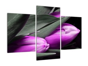 Obraz fialových tulipánů