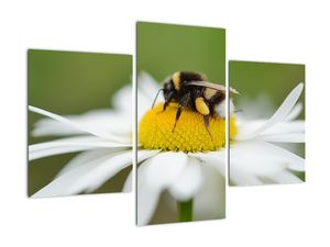 Obraz detailu kopretiny