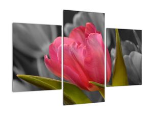 Obraz červeného tulipánu na černobílém pozadí