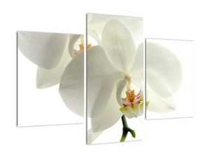 Obraz orchideje