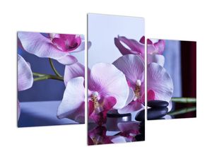 Obraz orchideje