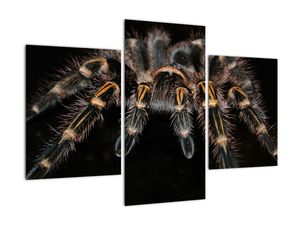 Obraz tarantule